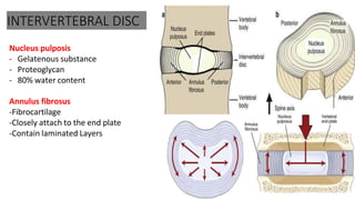INTERVERTEBRAL DISC
Nucleus pulposis
- Gelatenous substance
- Proteoglycan
- 80% water content
Annulus fibrosus
-Fibrocartilage
-Closely attach to the end plate
-Contain laminated Layers
 