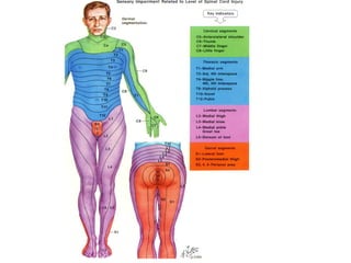 Disc Prolapse Classification Lumbar disc prolapse | PPT