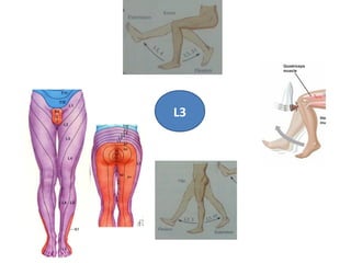 Disc Prolapse Classification Lumbar disc prolapse | PPT