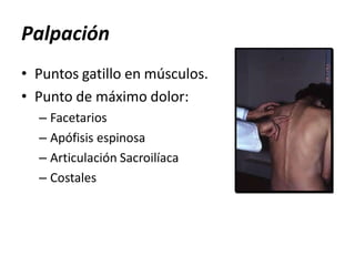 Palpación
• Puntos gatillo en músculos.
• Punto de máximo dolor:
– Facetarios
– Apófisis espinosa
– Articulación Sacroilíaca
– Costales
 