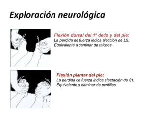Exploración neurológica
Flexión plantar del pie:
La perdida de fuerza indica afectación de S1.
Equivalente a caminar de puntillas.
Flexión dorsal del 1º dedo y del pie:
La perdida de fuerza indica afección de L5.
Equivalente a caminar de talones.
 