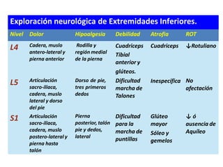 Exploración neurológica de Extremidades Inferiores.
Nivel Dolor Hipoalgesia Debilidad Atrofia ROT
L4 Cadera, muslo
antero-lateral y
pierna anterior
Rodilla y
región medial
de la pierna
Cuadriceps ↓Rotuliano
L5 Dorso de pie,
tres primeros
dedos
Cuadriceps
Tibial
anterior y
glúteos.
Dificultad
marcha de
Talones
Inespecífica No
afectación
S1
Articulación
sacro-iliaca,
cadera, muslo
lateral y dorso
del pie
Articulación
sacro-iliaca,
cadera, muslo
postero-lateral y
pierna hasta
talón
Pierna
posterior, talón
pie y dedos,
lateral
Dificultad
para la
marcha de
puntillas
Glúteo
mayor
Sóleo y
gemelos
↓ ó
ausencia de
Aquíleo
 
