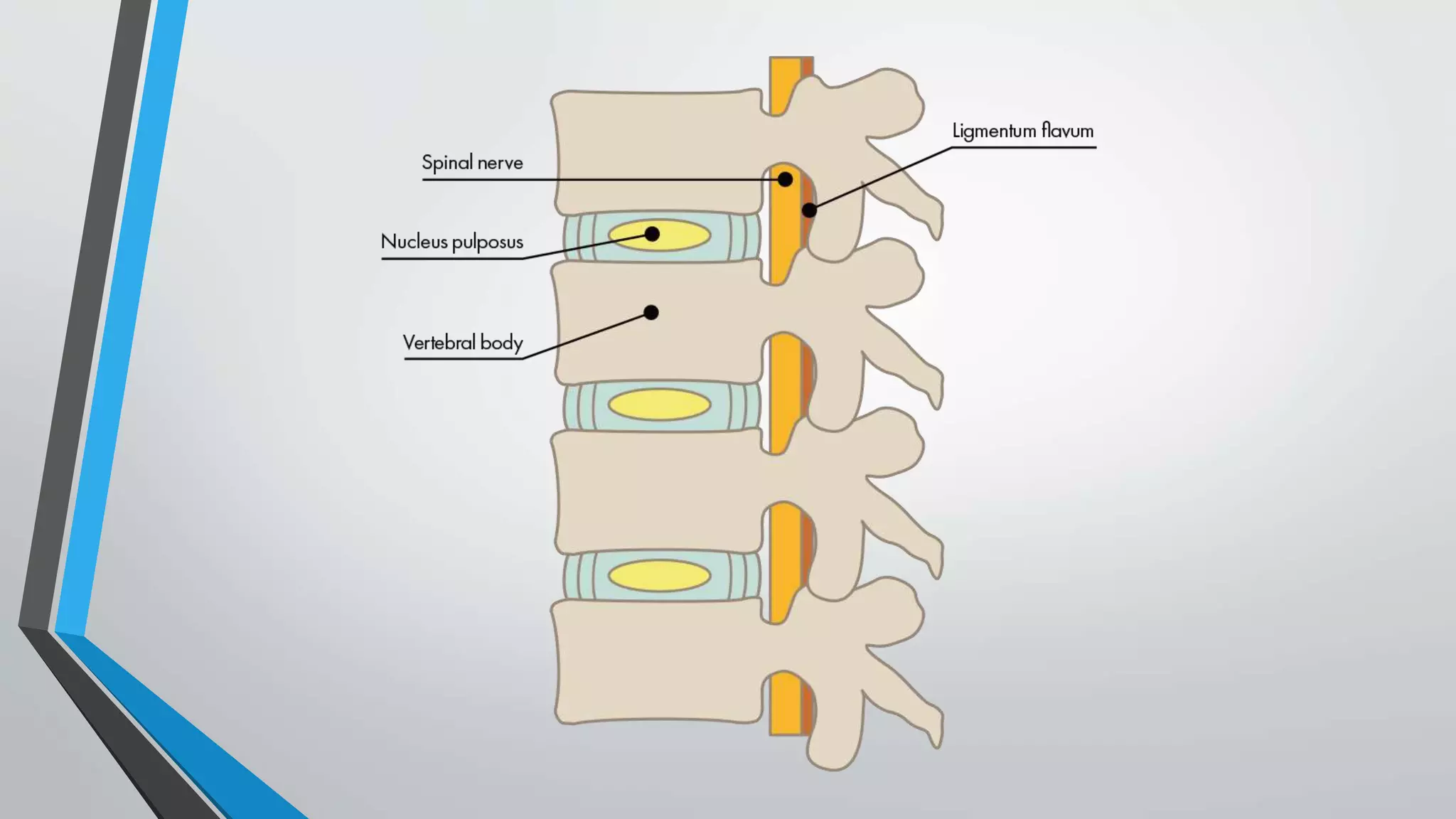 Lumbar Pathologies Lumbar Pathologies.pptx