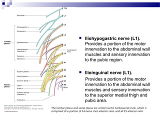      Iliohypogastric nerve (L1).
                             Provides a portion of the motor
                             innervation to the abdominal wall
                             muscles and sensory innervation
                             to the pubic region.

                            Ilioinguinal nerve (L1).
                             Provides a portion of the motor
                             innervation to the abdominal wall
                             muscles and sensory innervation
                             to the superior medial thigh and
                             pubic area.
The lumbar plexus and sacral plexus are united via the lumbosacral trunk, which is
comprised of a portion of L4 nerve root anterior rami, and all L5 anterior rami. 
 