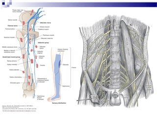 Lumbar plexus