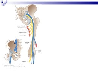 Lumbar plexus