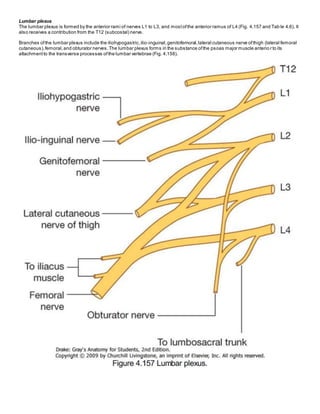 Lumbar plexus
The lumbar plexus is formed by the anterior rami of nerves L1 to L3, and mostofthe anterior ramus of L4 (Fig. 4.157 and Tab le 4.6). It
also receives a contribution from the T12 (subcostal) nerve.
Branches ofthe lumbar plexus include the iliohypogastric,ilio-inguinal,genitofemoral,lateral cutaneous nerve ofthigh (lateral femoral
cutaneous),femoral,and obturator nerves.The lumbar plexus forms in the substance ofthe psoas major muscle anterio r to its
attachmentto the transverse processes ofthe lumbar vertebrae (Fig. 4.158).
 