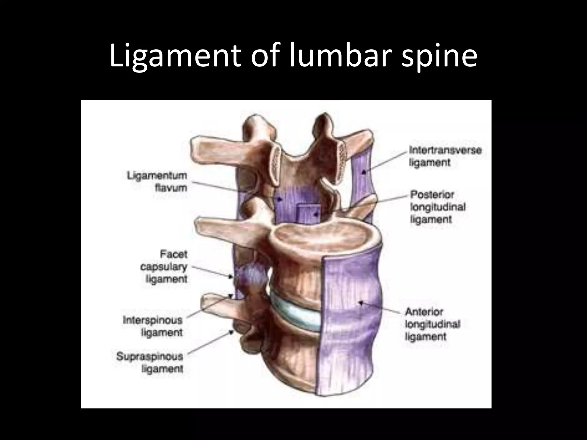 Ligament of lumbar spine