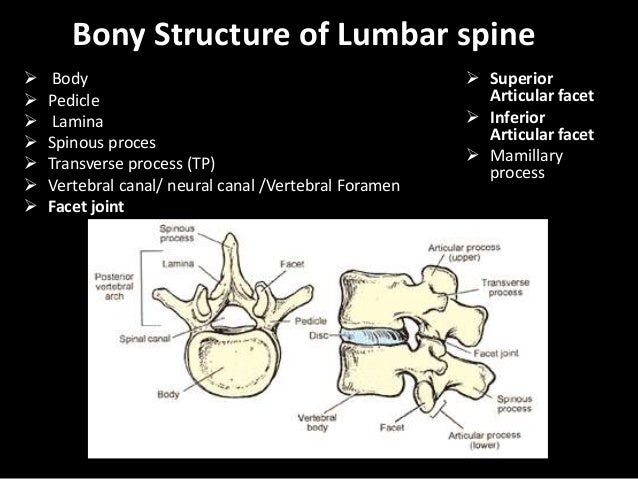 Lumbar spine anatomy