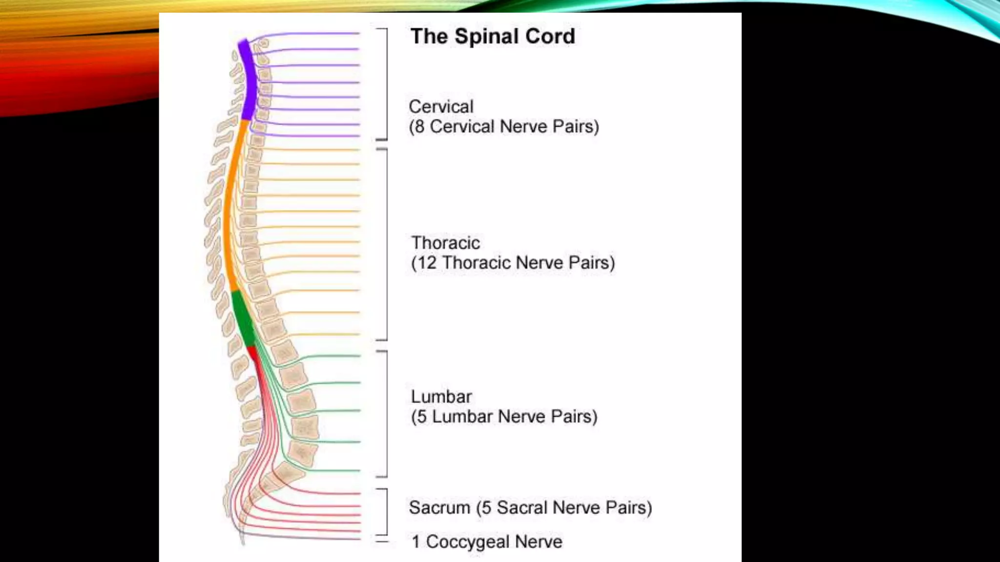 lumbar-puncture-pptx