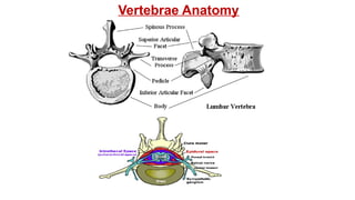 Vertebrae Anatomy
 