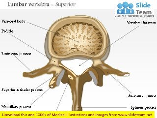 Lumbar vertebra - Superior
 