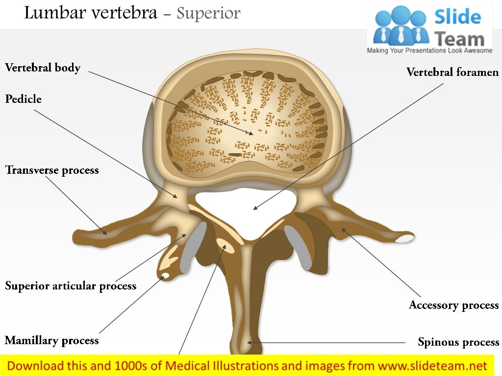 Lumbar vertebra superior medical images for power point