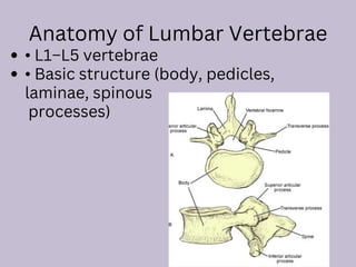 Lumbar_Vertebrae_PPT ______________ .pdf