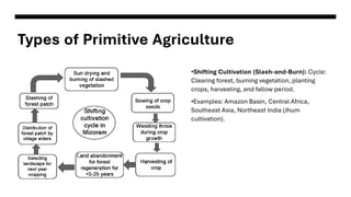 Lumbering and Primitive Agriculture lecture | PDF