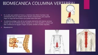 BIOMECANICA COLUMNA VERTEBRAL
 Es un pilar que sostiene el tronco, y mientras más inferior (lumbar), más
centralizado está con respecto de los demás componentes, para soportar
mejor la carga del hemicuerpo que queda sobre esta zona.
 la columna protege a dos de los principales elementos del sistema nervioso
central, que son la médula espinal, alojada en su canal raquídeo y, puesto que
éste comienza en el agujero magno occipital, también al bulbo raquídeo.
 Bipedestacion
 