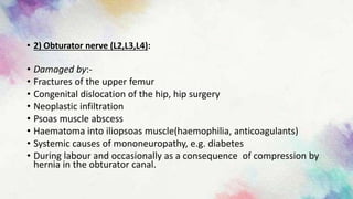 • 2) Obturator nerve (L2,L3,L4):
• Damaged by:-
• Fractures of the upper femur
• Congenital dislocation of the hip, hip surgery
• Neoplastic infiltration
• Psoas muscle abscess
• Haematoma into iliopsoas muscle(haemophilia, anticoagulants)
• Systemic causes of mononeuropathy, e.g. diabetes
• During labour and occasionally as a consequence of compression by
hernia in the obturator canal.
 