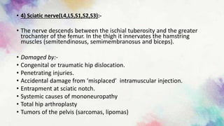 • 4) Sciatic nerve(L4,L5,S1,S2,S3):-
• The nerve descends between the ischial tuberosity and the greater
trochanter of the femur. In the thigh it innervates the hamstring
muscles (semitendinosus, semimembranosus and biceps).
• Damaged by:-
• Congenital or traumatic hip dislocation.
• Penetrating injuries.
• Accidental damage from ‘misplaced’ intramuscular injection.
• Entrapment at sciatic notch.
• Systemic causes of mononeuropathy
• Total hip arthroplasty
• Tumors of the pelvis (sarcomas, lipomas)
 