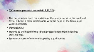 • 5)Common peroneal nerve(L4,L5,S1,S2):-
• The nerve arises from the division of the sciatic nerve in the popliteal
fossa. It bears a close relationship with the head of the fibula as it
winds anteriorly.
• Damaged by:-
• Trauma to the head of the fibula; pressure here from kneeling,
crossing legs.
• Systemic causes of mononeuropathy, e.g. diabetes
 