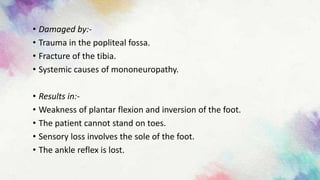 • Damaged by:-
• Trauma in the popliteal fossa.
• Fracture of the tibia.
• Systemic causes of mononeuropathy.
• Results in:-
• Weakness of plantar flexion and inversion of the foot.
• The patient cannot stand on toes.
• Sensory loss involves the sole of the foot.
• The ankle reflex is lost.
 