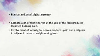 • Plantar and small digital nerves:-
• Compression of these nerves at the sole of the foot produces
localised burning pain.
• Involvement of interdigital nerves produces pain and analgesia
in adjacent halves of neighbouring toes.
 
