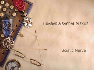 LUMBAR & SACRAL PLEXUS
Sciatic Nerve
 