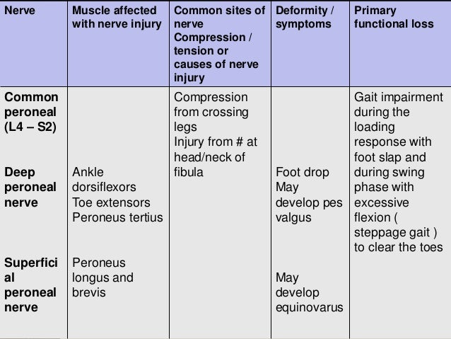 lumbosacral plexus and sciatica lumbosacral plexus