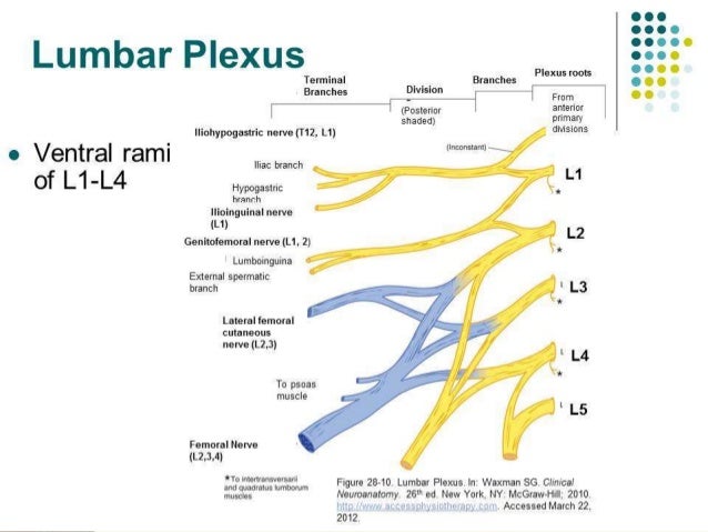 Lumbosacral plexus and Sciatica