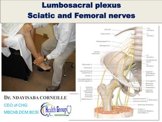 Lumbosacral plexus
Sciatic and Femoral nerves
Dr. NDAYISABA CORNEILLE
CEO of CHG
MBChB,DCM,BCSIT,CCNA
 