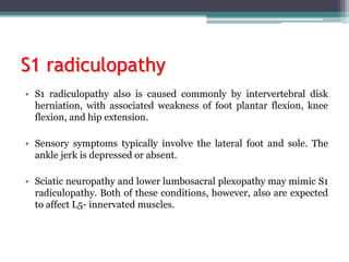 S1 radiculopathy
• S1 radiculopathy also is caused commonly by intervertebral disk
herniation, with associated weakness of foot plantar flexion, knee
flexion, and hip extension.
• Sensory symptoms typically involve the lateral foot and sole. The
ankle jerk is depressed or absent.
• Sciatic neuropathy and lower lumbosacral plexopathy may mimic S1
radiculopathy. Both of these conditions, however, also are expected
to affect L5- innervated muscles.
 