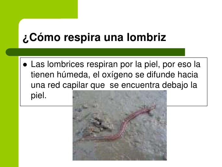 La análisis de sangre and el parásito