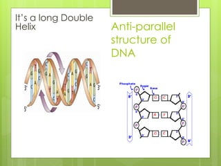 DNA replication | PPTX