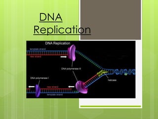 DNA
Replication

 