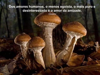 Dos amores humanos, o menos egoísta, o mais puro e
       desinteressado é o amor da amizade.
                      Cícero
 