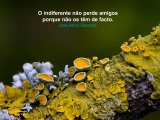 O indiferente não perde amigos
 porque não os têm de facto.
       José Arthur Giannotti.
 