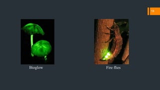 Bioglow Fire flies
13
 