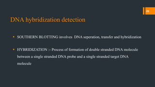  SOUTHERN BLOTTING involves DNA seperation, transfer and hybridization
 HYBRIDIZATION :- Process of formation of double stranded DNA molecule
between a single stranded DNA probe and a single stranded target DNA
molecule
DNA hybridization detection
28
 