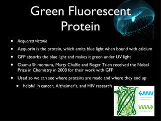Green Fluorescent Protein Aequorea victoria Aequorin is the protein, which emits blue light when bound with calcium GFP absorbs the blue light and makes it green under UV light Osamu Shimomura, Marty Chalfie and Roger Tsien received the Nobel Prize in Chemistry in 2008 for their work with GFP Used so we can see where proteins are made and where they end up helpful in cancer, Alzheimer’s, and HIV research 