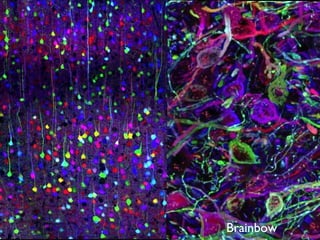 Brainbow 