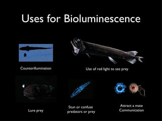 Uses for Bioluminescence Counterillumination Use of red light to see prey Lure prey Stun or confuse  predators or prey Attract a mate Communication 