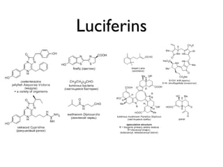 Luciferins 