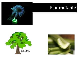 Protetor solar
Os chamados filtros físicos fazem
com que a pele não absorva os
raios porque contêm substâncias
refletoras. Já nas formulações
químicas, a atuação dos
ingredientes é mais complexa.
Quando os raios atingem o corpo,
encontram moléculas do produto
que absorvem a energia do Sol. A
absorção agita as moléculas, que
ficam em estado de excitação,
voltando em seguida ao estado
natural, o que faz com que a pele
receba uma fração de energia
solar menos agressiva e reflita o
restante.
 