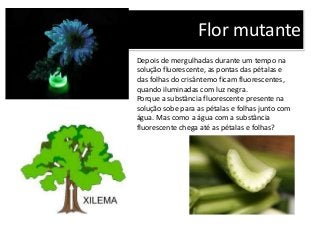 Flor mutante
Depois de mergulhadas durante um tempo na
solução fluorescente, as pontas das pétalas e
das folhas do crisântemo ficam fluorescentes,
quando iluminadas com luz negra.
Porque a substância fluorescente presente na
solução sobe para as pétalas e folhas junto com
água. Mas como a água com a substância
fluorescente chega até as pétalas e folhas?
 