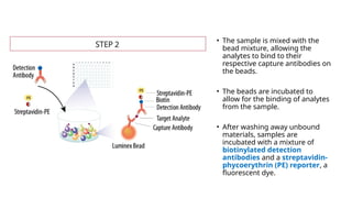 • The sample is mixed with the
bead mixture, allowing the
analytes to bind to their
respective capture antibodies on
the beads.
• The beads are incubated to
allow for the binding of analytes
from the sample.
• After washing away unbound
materials, samples are
incubated with a mixture of
biotinylated detection
antibodies and a streptavidin-
phycoerythrin (PE) reporter, a
fluorescent dye.
 