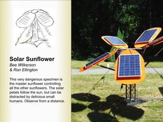 Solar Sunflower
Bee Wilkerson
& Ron Ellington
This very dangerous specimen is
the master sunflower controlling
all the oth...
