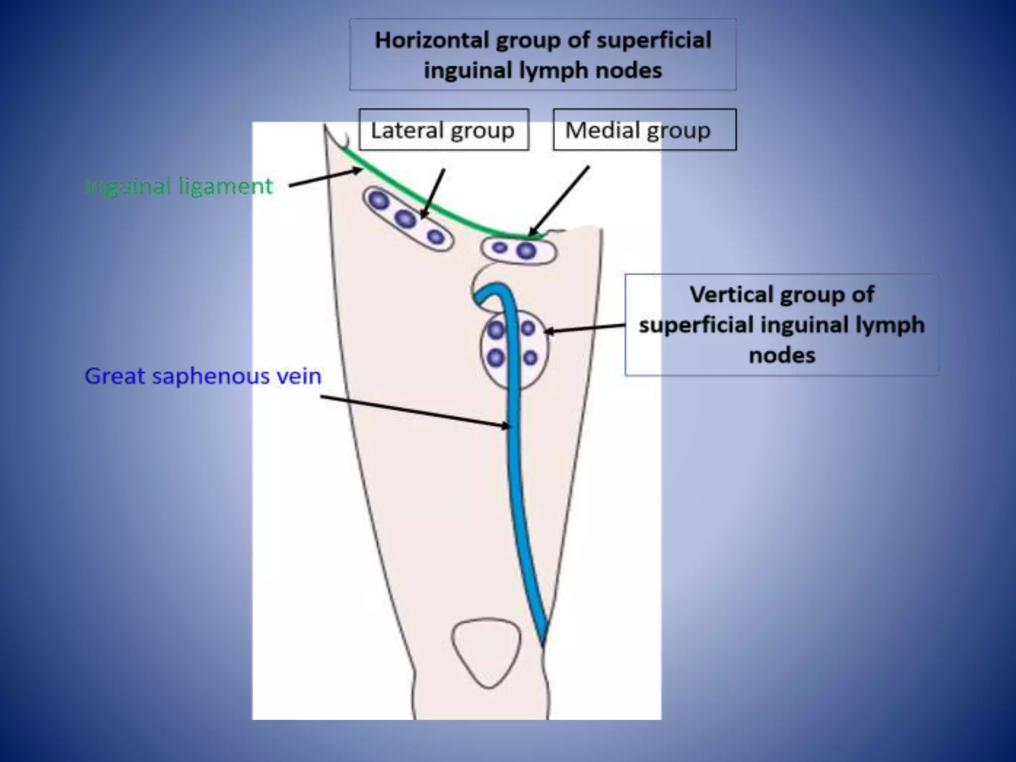 Lymphatics of lower limb | PPTX