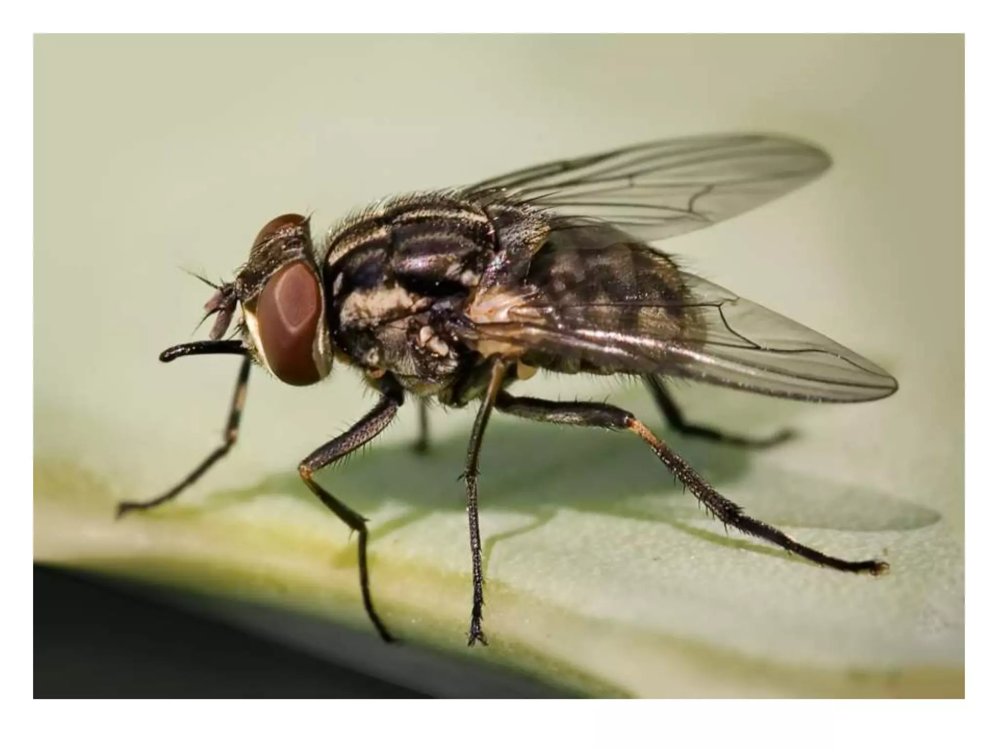 Lumpy skin disease | PPTX