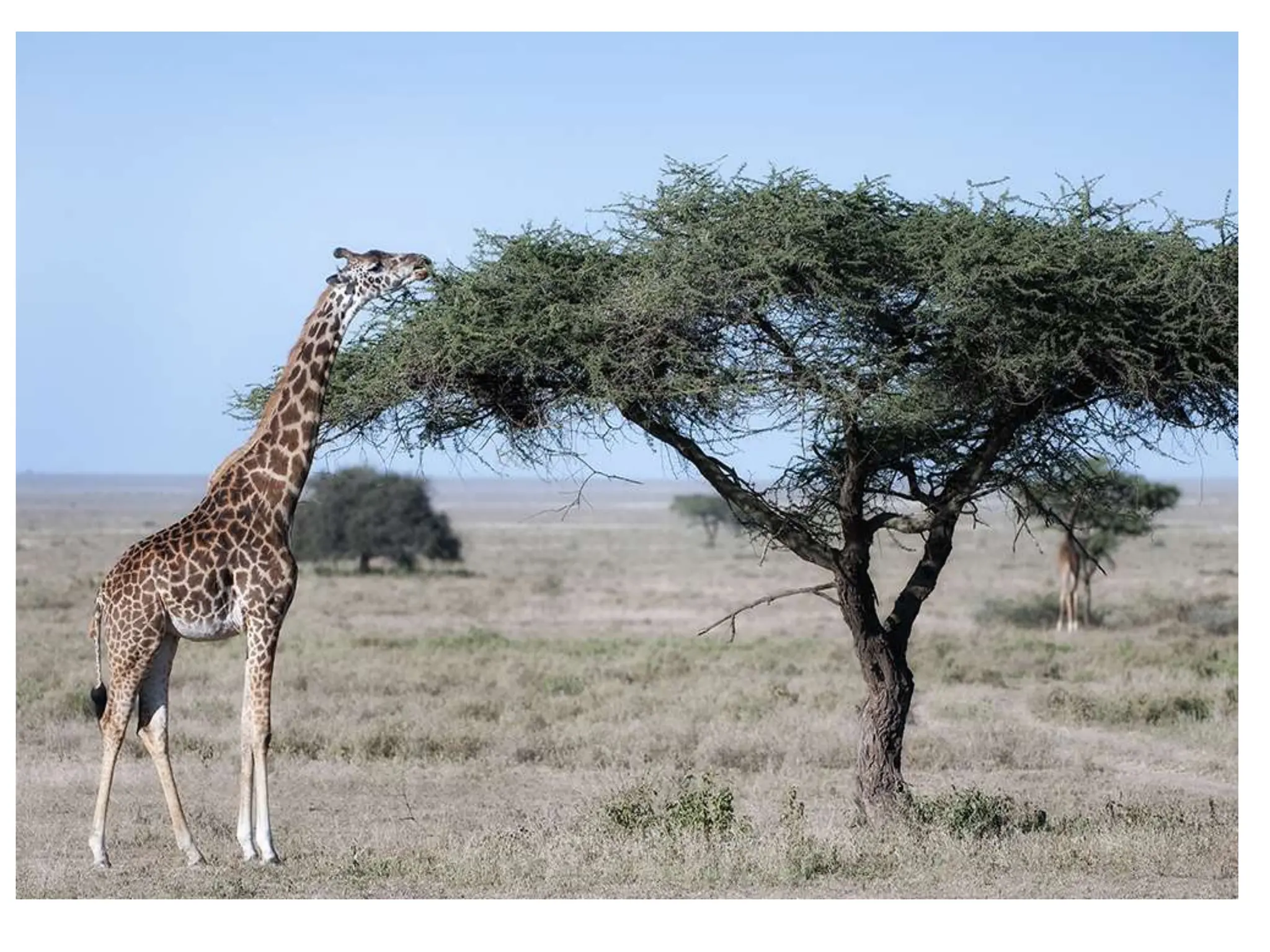 Lumpy skin disease.pptx