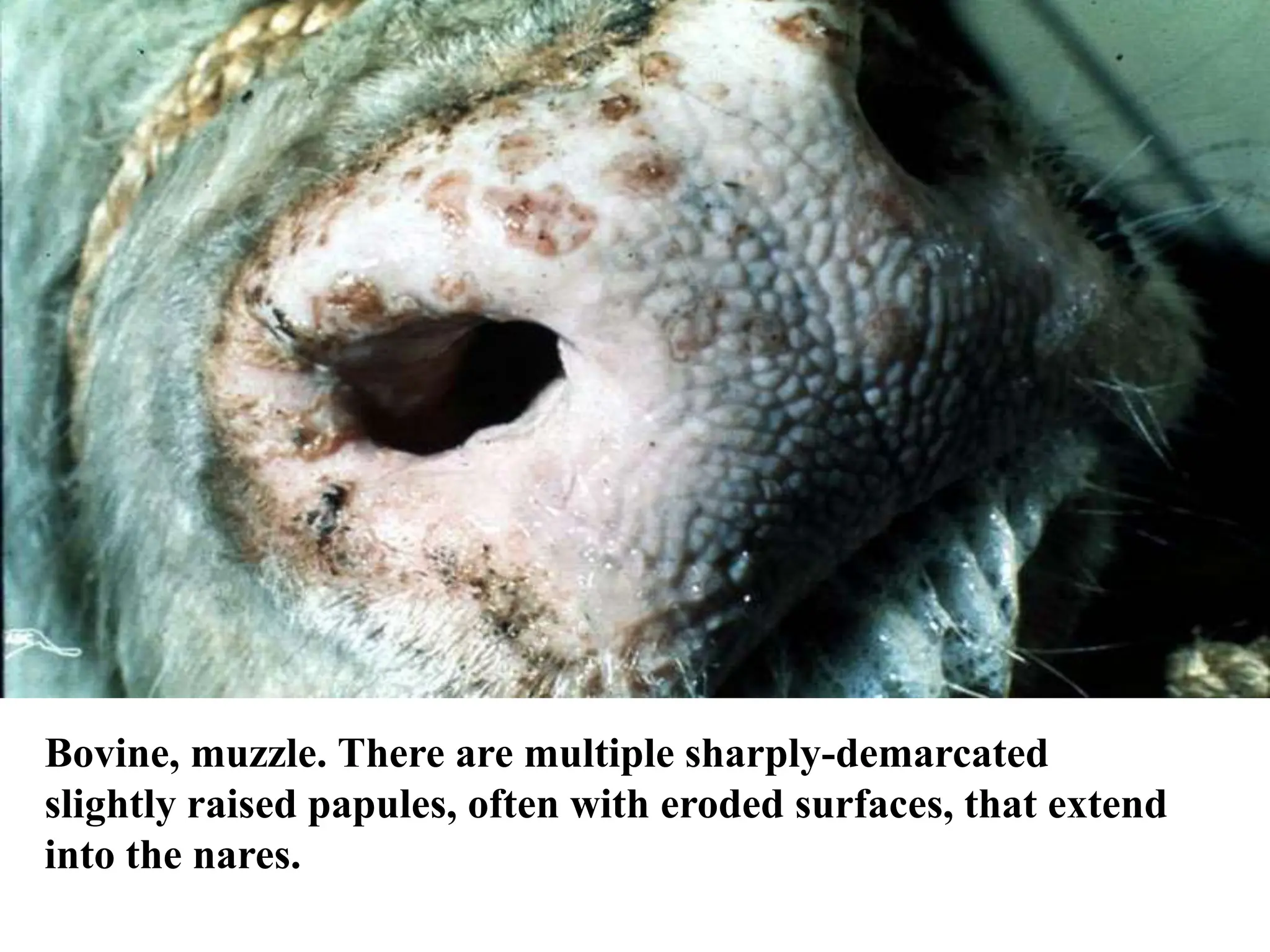 Lumpy skin disease.pptx