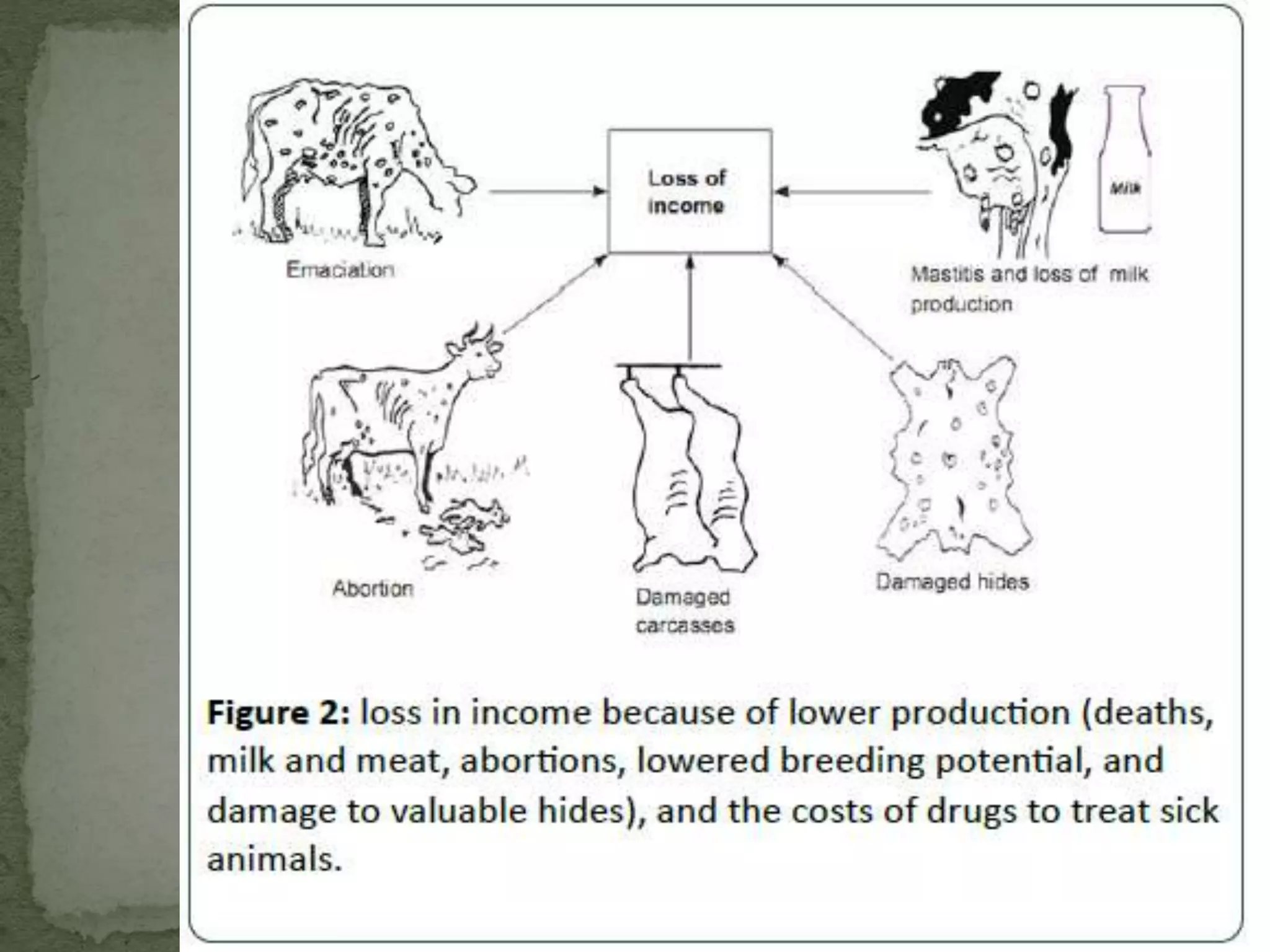 Lumpy skin disease 1.pptx
